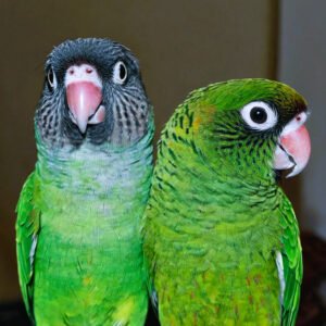 Nanday conure as pet.