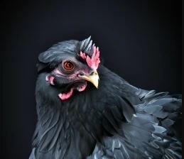 Know about Black Ameraucana roosters