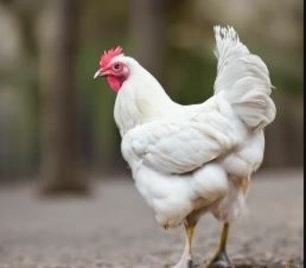 Austra White chicken breed.