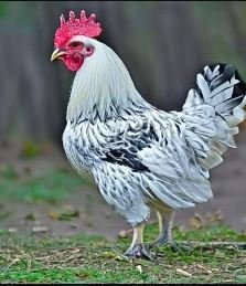 Columbian Wyandotte Chicken breeds.
