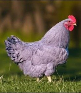 Lavender Orpington chickens.