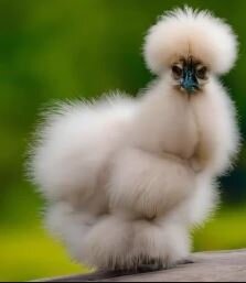 What are Silkie chickens used for?