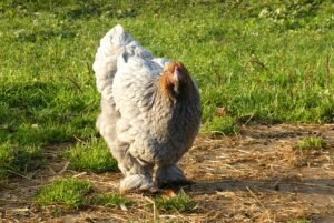 All about Bantam Cochin chickens.